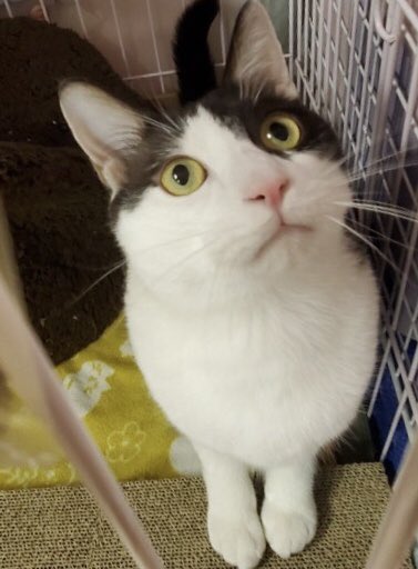 🐾今日の里親様募集中ニャンコ🐱メンバーです🐾2020,2,26